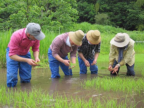 日本文化体験-田植え 篇